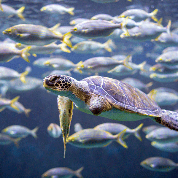 Turtles at the Jerusalem Aquarium Photo Courtesy of Samis Foundation