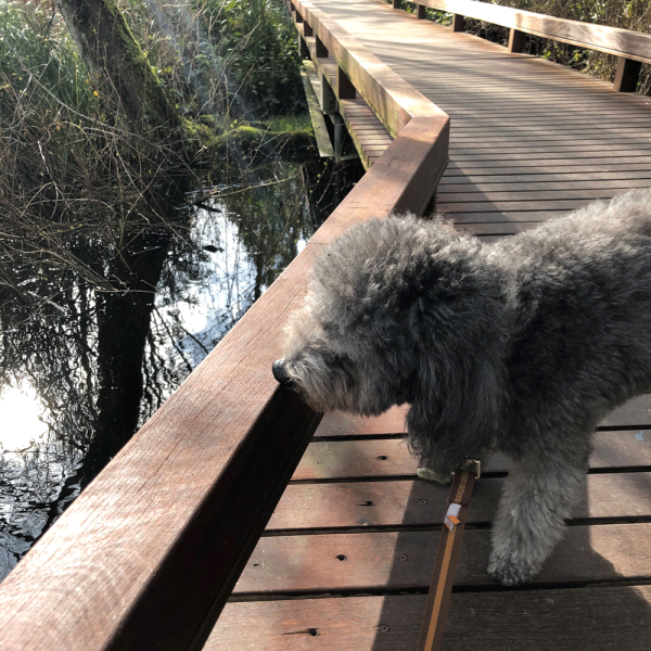 Wampold-Ava_WalkingTheDogDuringCOVID-19_300pxSq.png