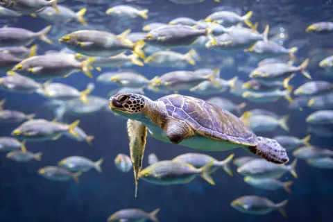 Turtles at the Jerusalem Aquarium Photo Courtesy of Samis Foundation